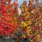 Ambrovník styraxový (Liquidambar styraciflua) - výška 280-300 cm, kont. C70L - VIACKMENNÝ